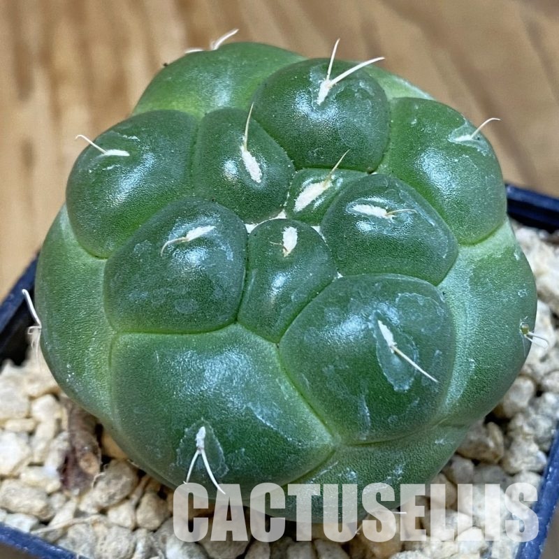 SH29332 Coryphantha elephantidens ‘inermis’