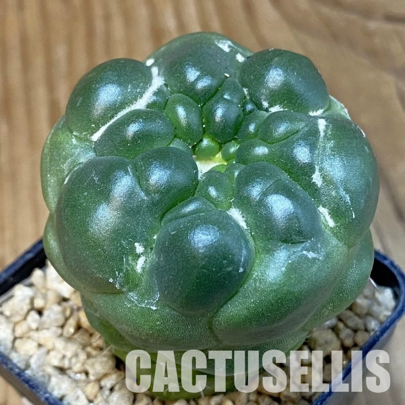 SH29334 Coryphantha elephantidens ‘inermis’ 'Pink Flower’