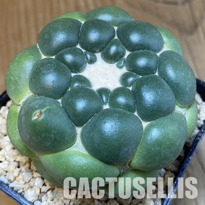 SH29336 Coryphantha elephantidens ‘inermis’