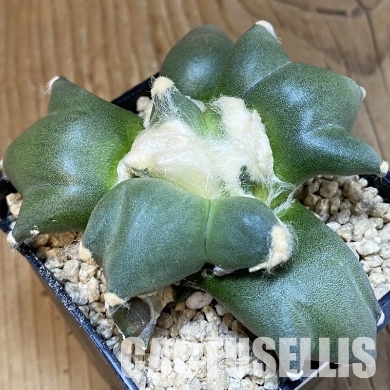 SH29337 Ariocarpus retusus 'Three Finger', own roots seedling