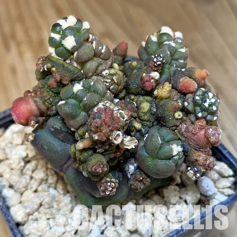 SH29500 Gymnocalycium mihanovichii ‘Transformer’