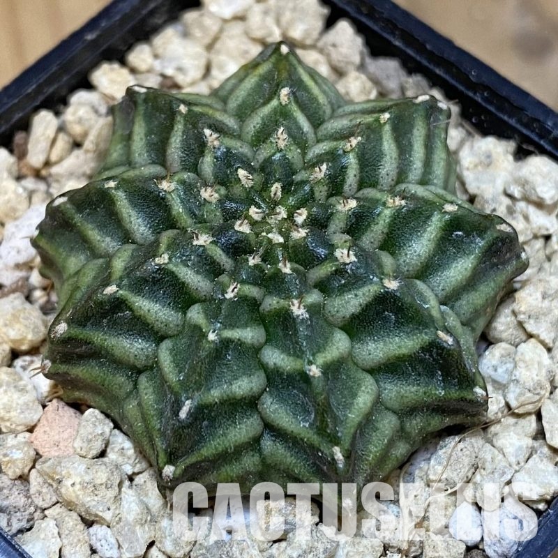 SH29501 ymnocalycium mihanovichii 'Kanomchan'