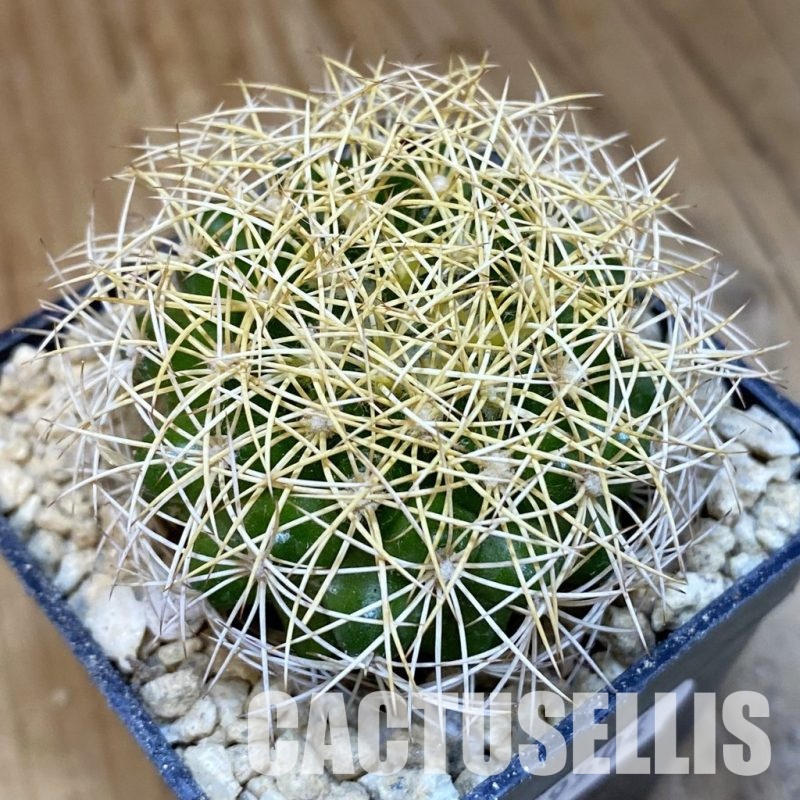 SH29504 Discocactus araneispinus, seedling