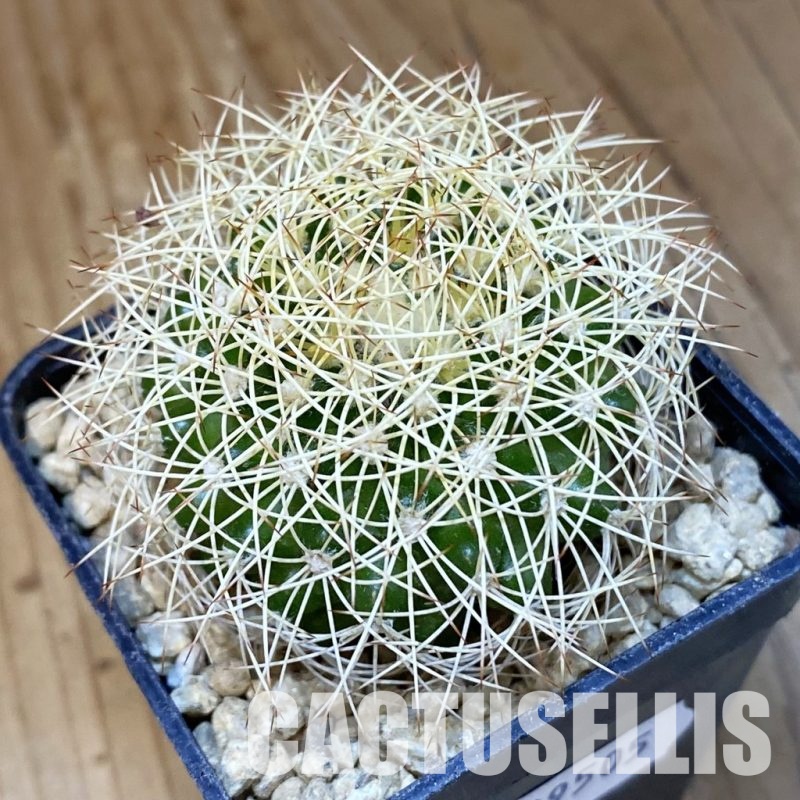 SH29505 Discocactus araneispinus, seedling