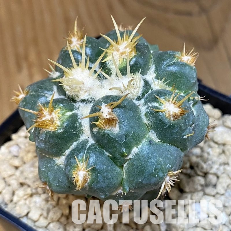 SH29506 Coryphantha bumamma f. monstrosa