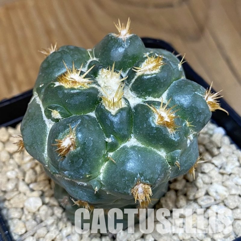 SH29507 Coryphantha bumamma f. monstrosa