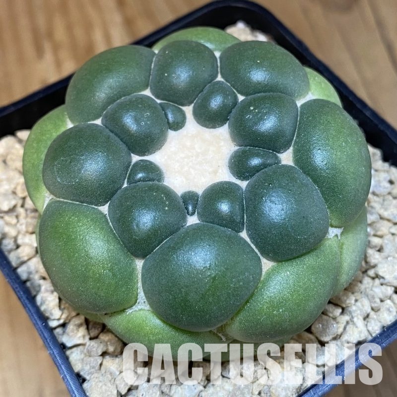 SH29508 Coryphantha elephantidens ‘inermis’