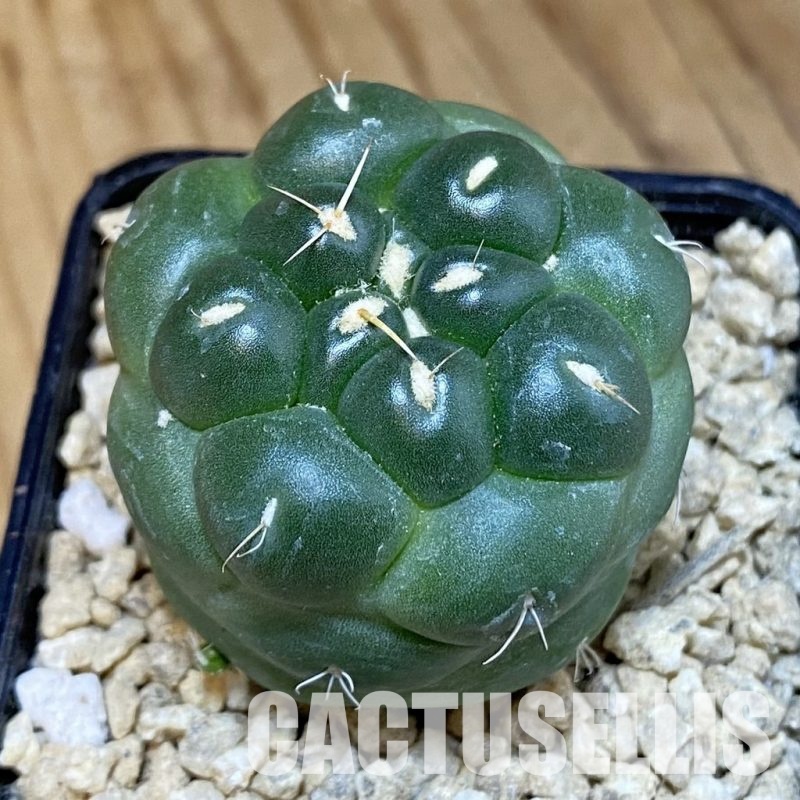 SH29509 Coryphantha elephantidens ‘inermis’