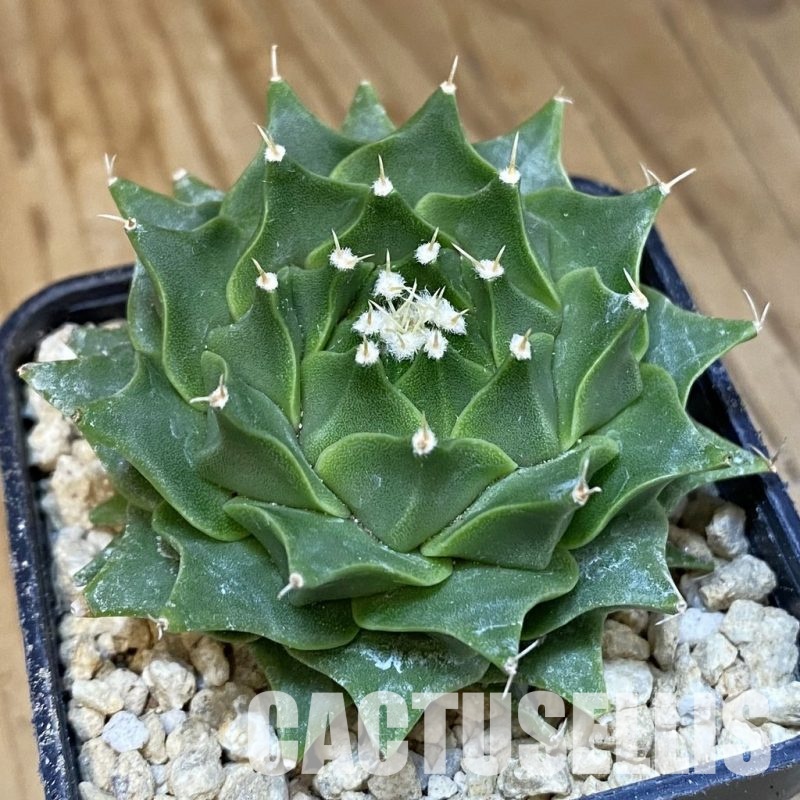 SH29510 Obregonia denegrii