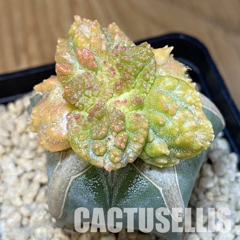 SH29511 Ariocarpus fissuratus 'Godzilla' f. variegata, grafted