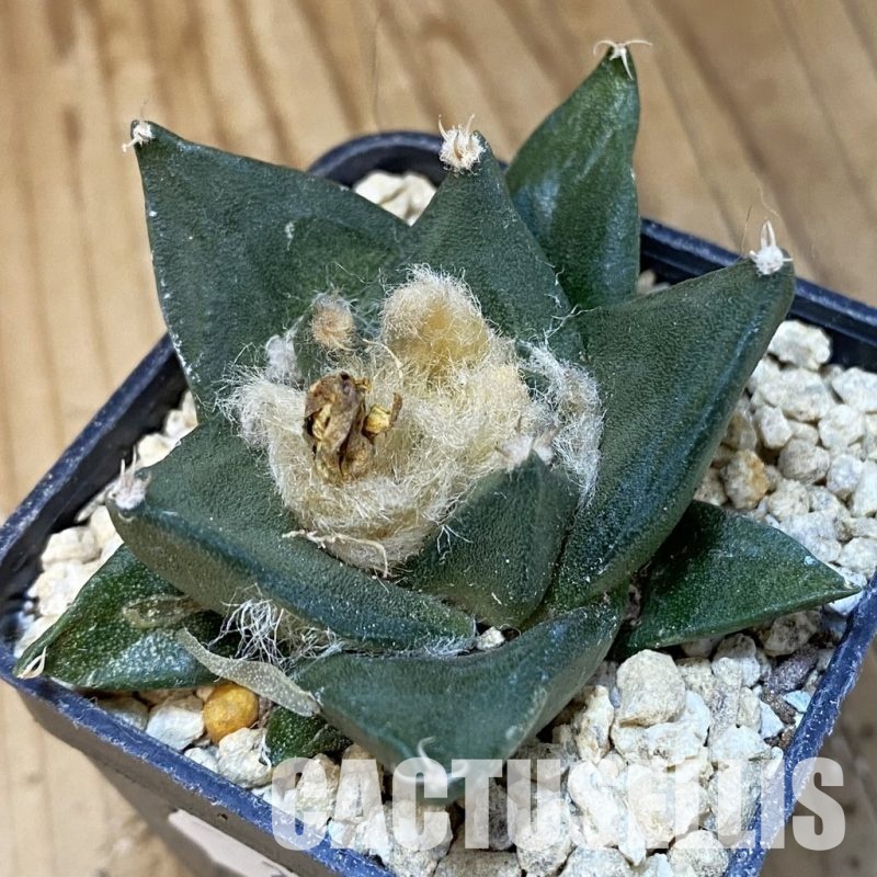 SH29512 Ariocarpus trigonus hybrid, own roots seedling