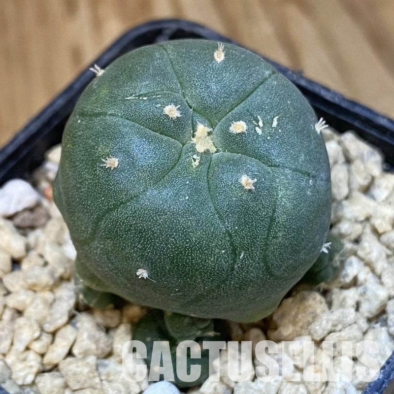 SH29473 Anhalonium jordaniana, seedling, own roots