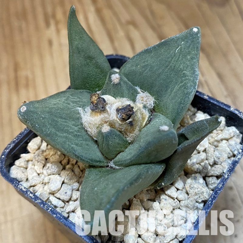 SH29513 Ariocarpus trigonus hybrid, own roots seedling