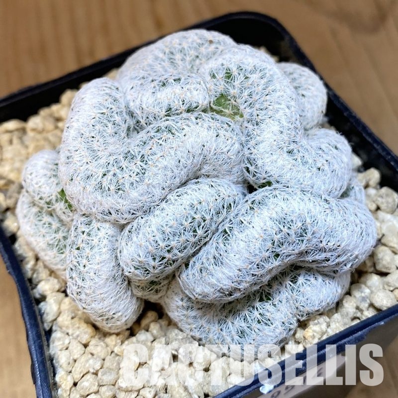 SH29514 Mammillaria herrerae f. cristata