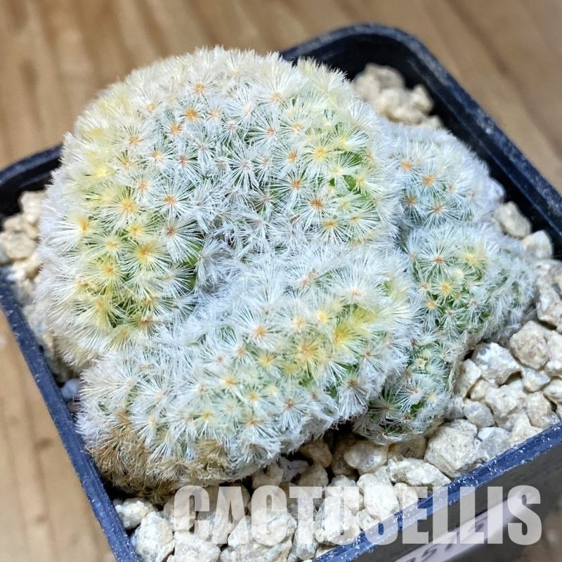 SH29515 Mammillaria carmenae f. cristata