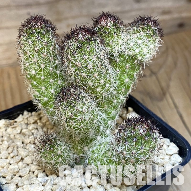 SH29516 Mammillaria elongata 'Black Spines'