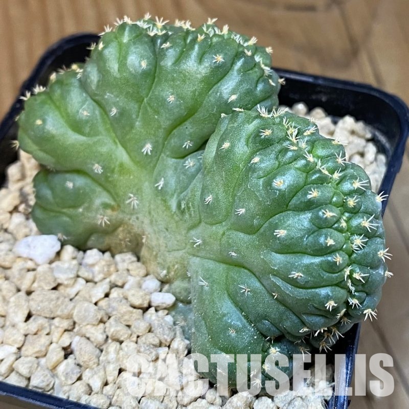 SH29517 Coryphantha bumamma f. cristata