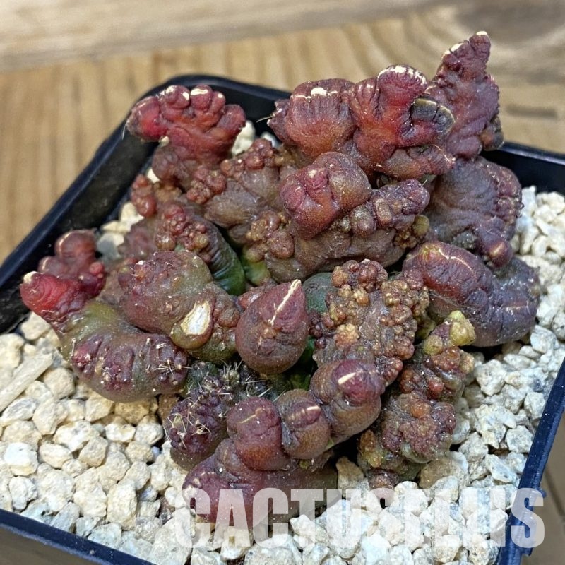 SH29519 Echinopsis ‘Chocolate’ f. monstrosa