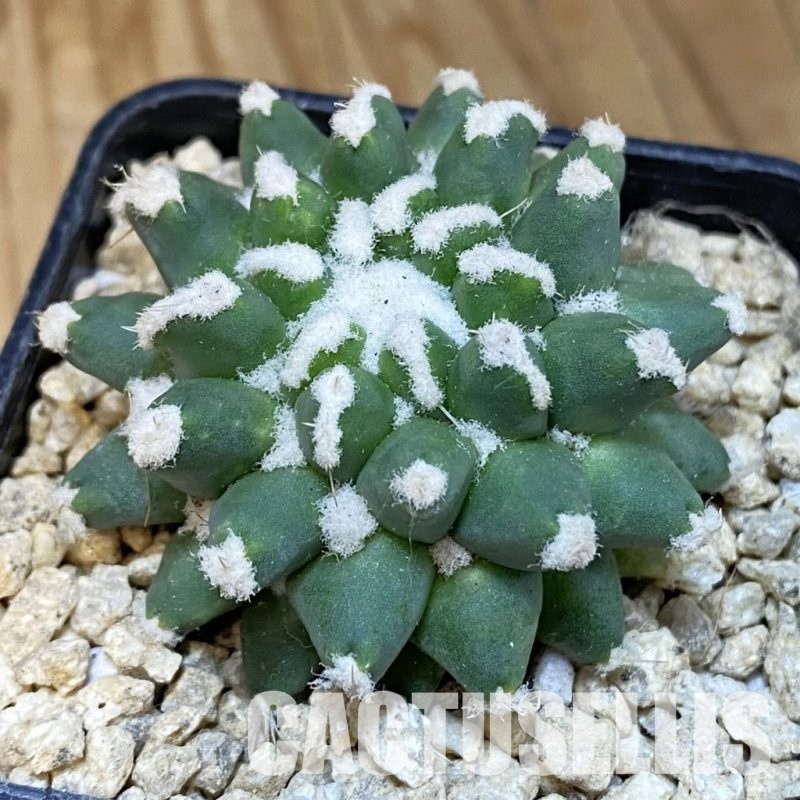 SH29520 Mammillaria bucareliensis 'Erusamu' f. pectinatus