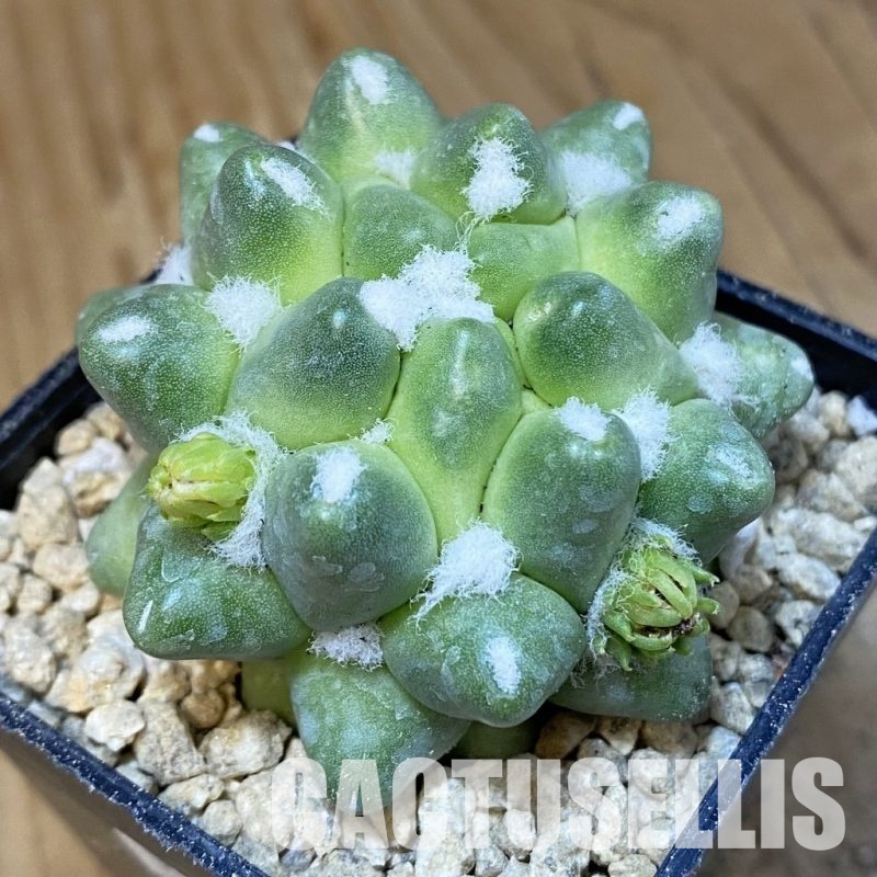 SH29521 Mammillaria polythele f. monstrosa