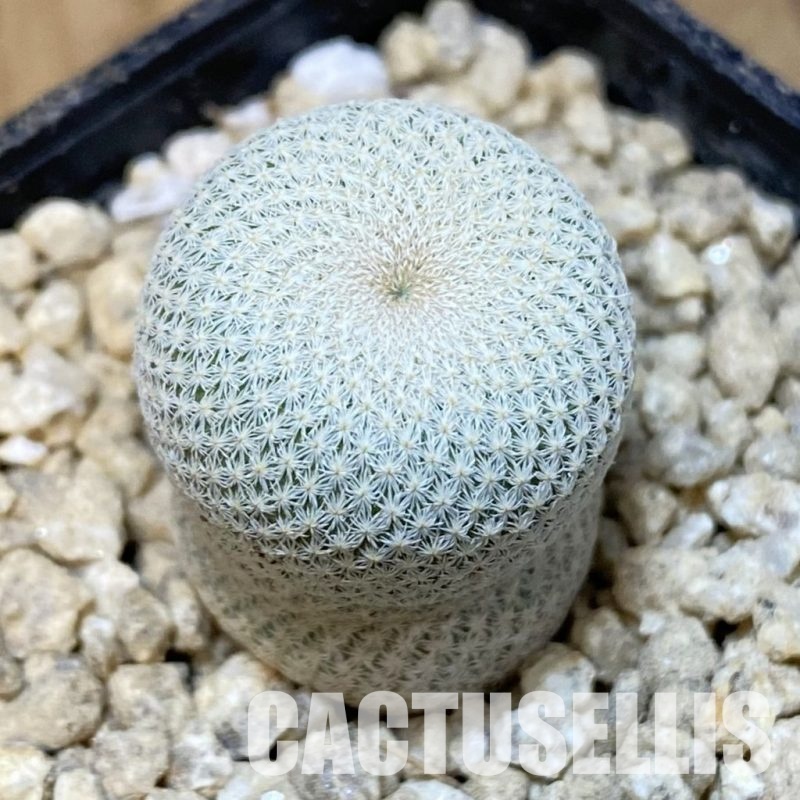 SH29523 Epithelantha bokei