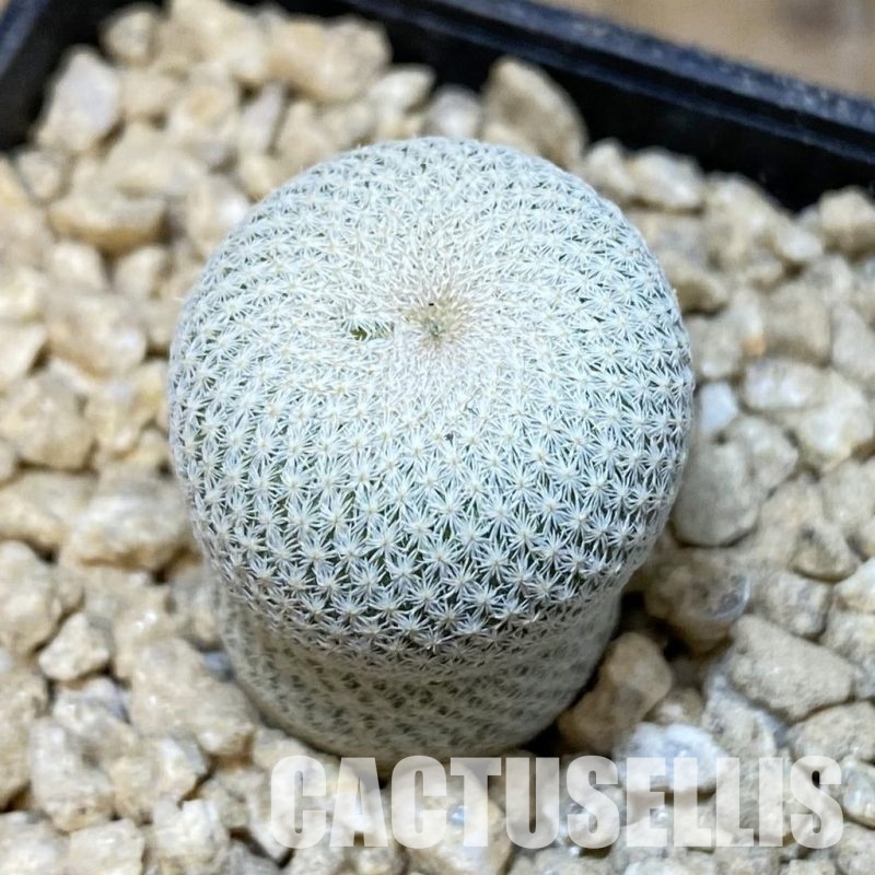 SH29524 Epithelantha bokei