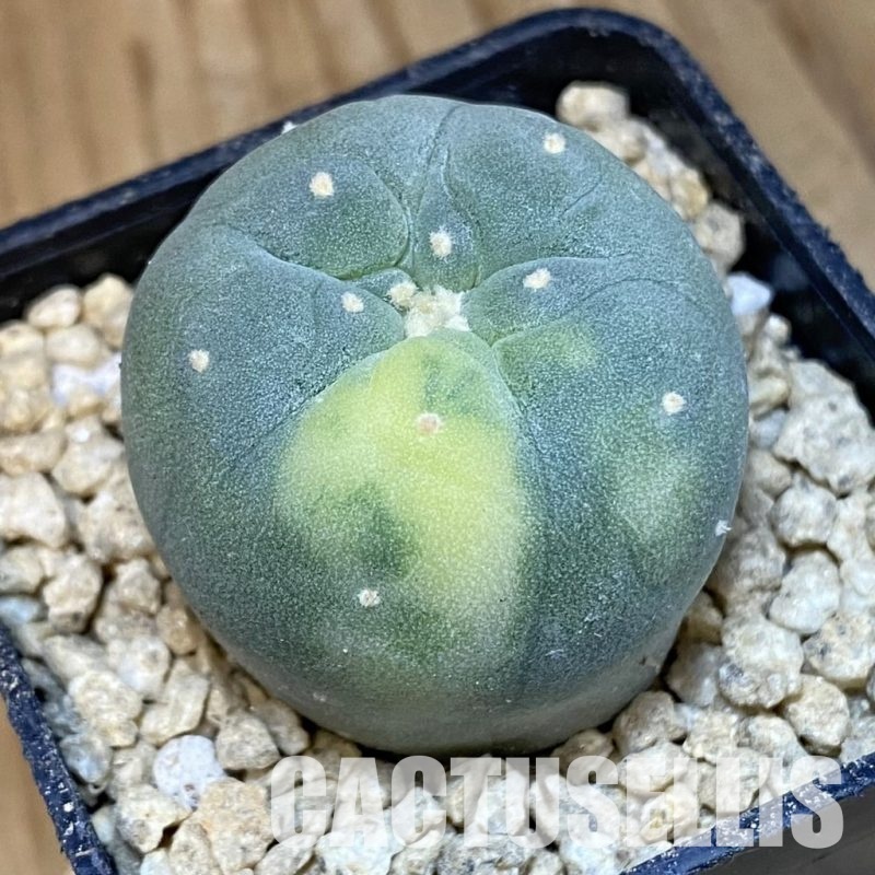 SH29475 Anhalonium frichii f. variegata, seedling, own roots