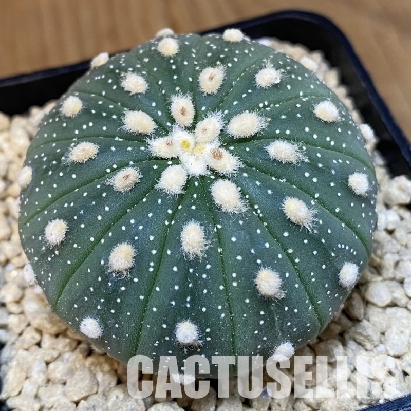 SH29476 Astrophytum asterias f. multicostatum