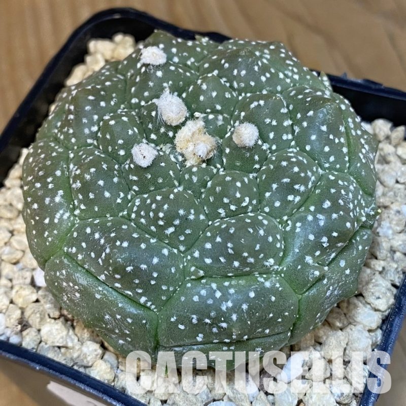 SH29477 Astrophytum asterias ‘Kikko’