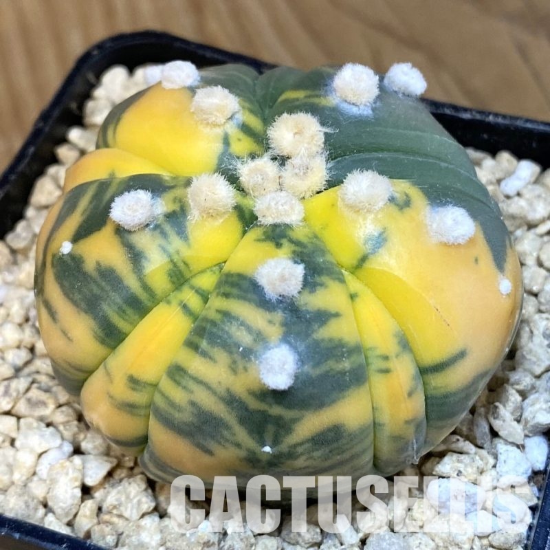 SH29478 Astrophytum asterias ‘Kikko’ f. variegata, 5-ribs