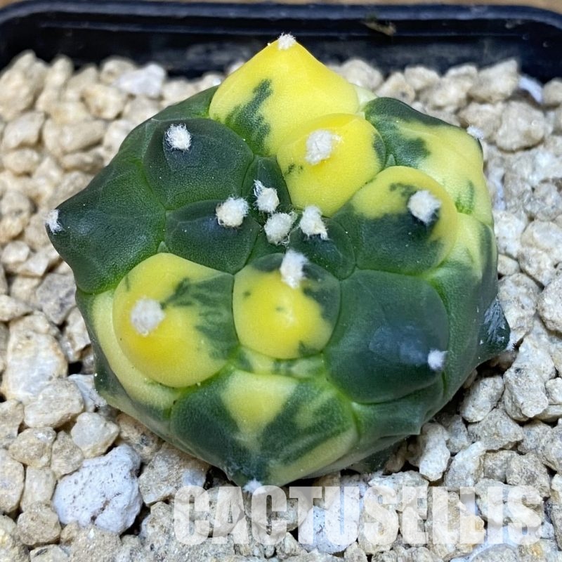 SH29479 Astrophytum asterias ‘Kikko’ f. variegata