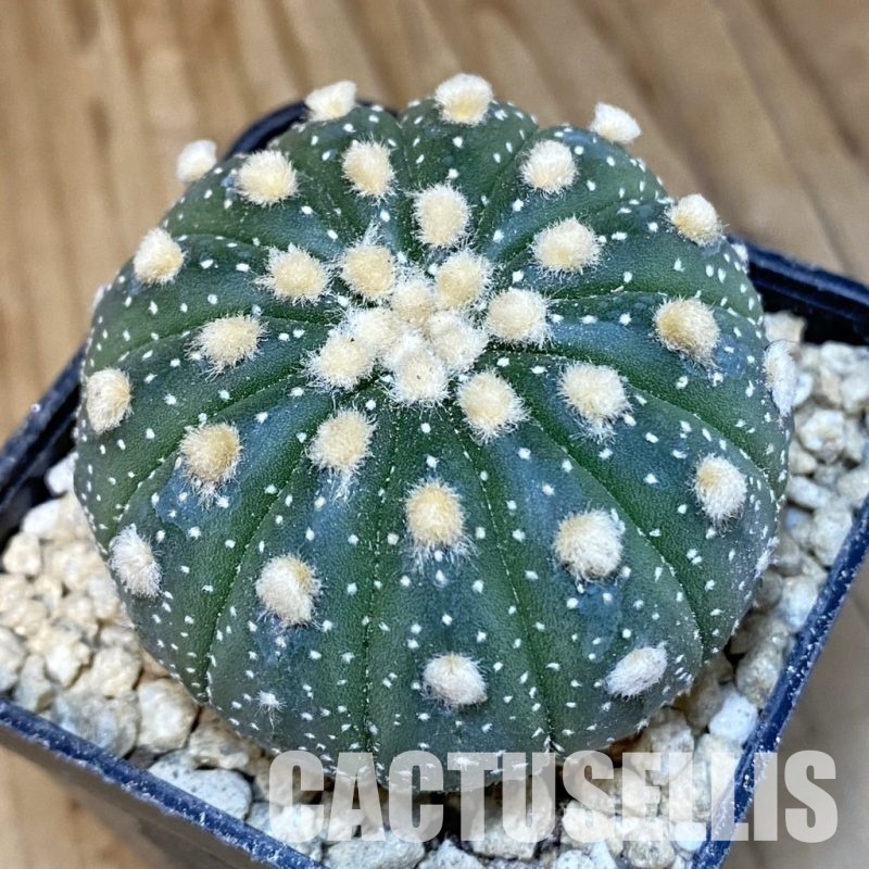 SH29482 Astrophytum asterias f. multicostatum