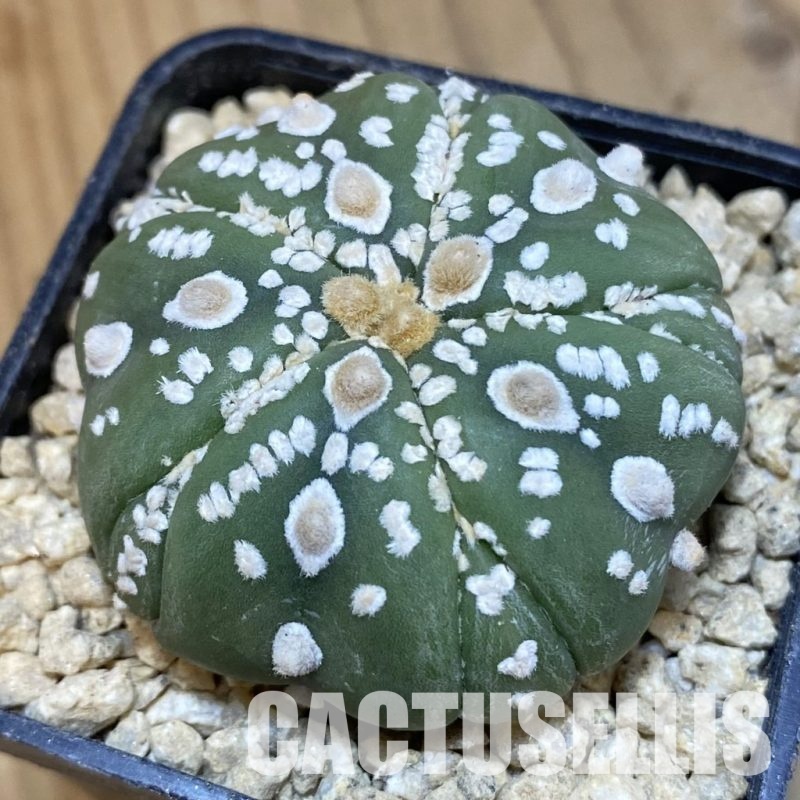 SH29483 Astrophytum asterias ‘Kikko’ V-type, 5-ribs