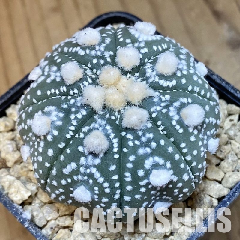 SH29484 Astrophytum asterias ‘Ooibo'