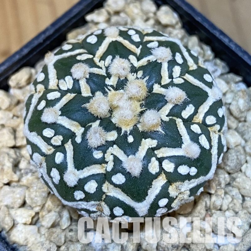 SH29485 Astrophytum asterias ‘Super Kabuto’ V-type f. nudum
