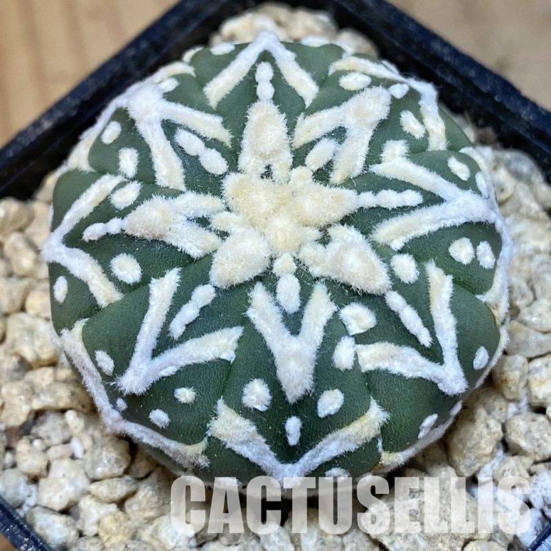 SH29486 Astrophytum asterias ‘Super Kabuto’ V-type f. nudum