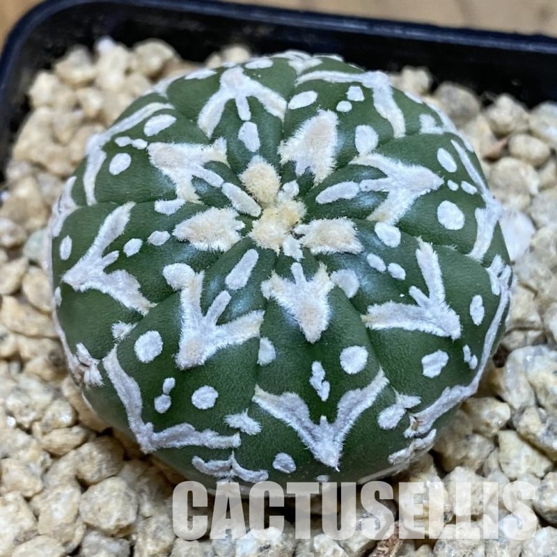 SH29487 Astrophytum asterias ‘Super Kabuto’ V-type f. nudum