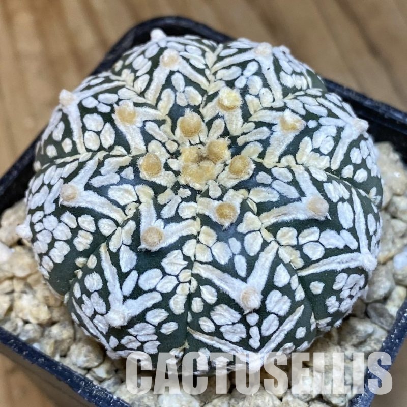 SH29489 Astrophytum asterias ‘Super Kabuto’ V-type