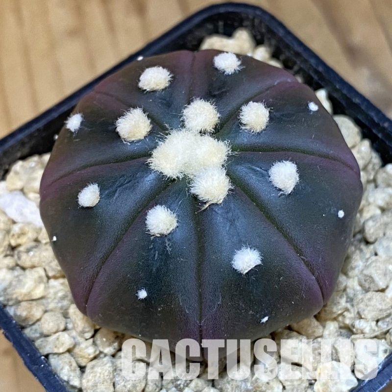 SH29490 Astrophytum asterias ‘Purple Skin’