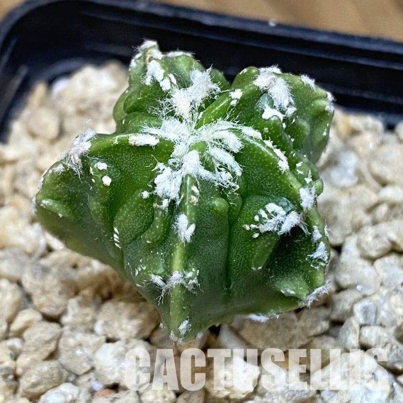 SH29491 Astrophytum myriostigma ‘Fukuryu’