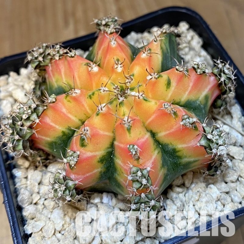 SH29492 Gymnocalycium mihanovichii 'Red Chilli'