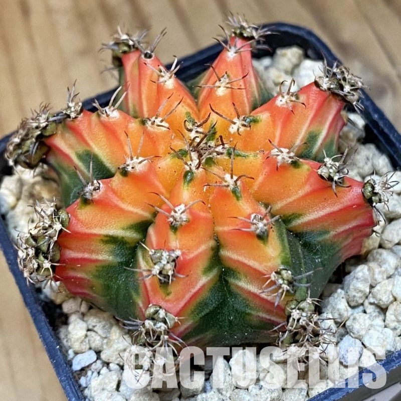 SH29493 Gymnocalycium mihanovichii 'Mira'