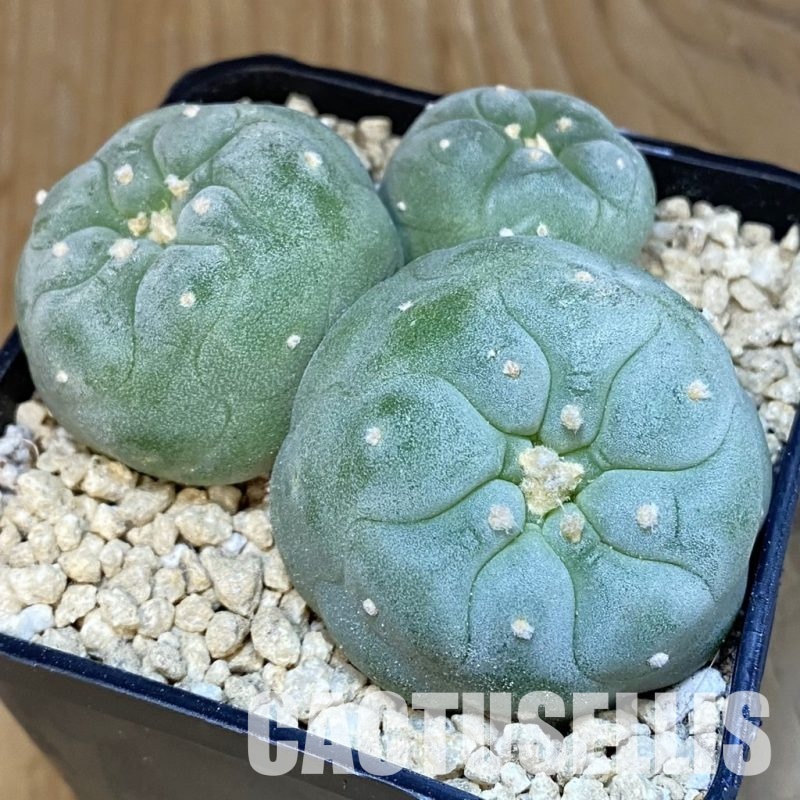 SH29471 Anhalonium frichii, seedling, own roots