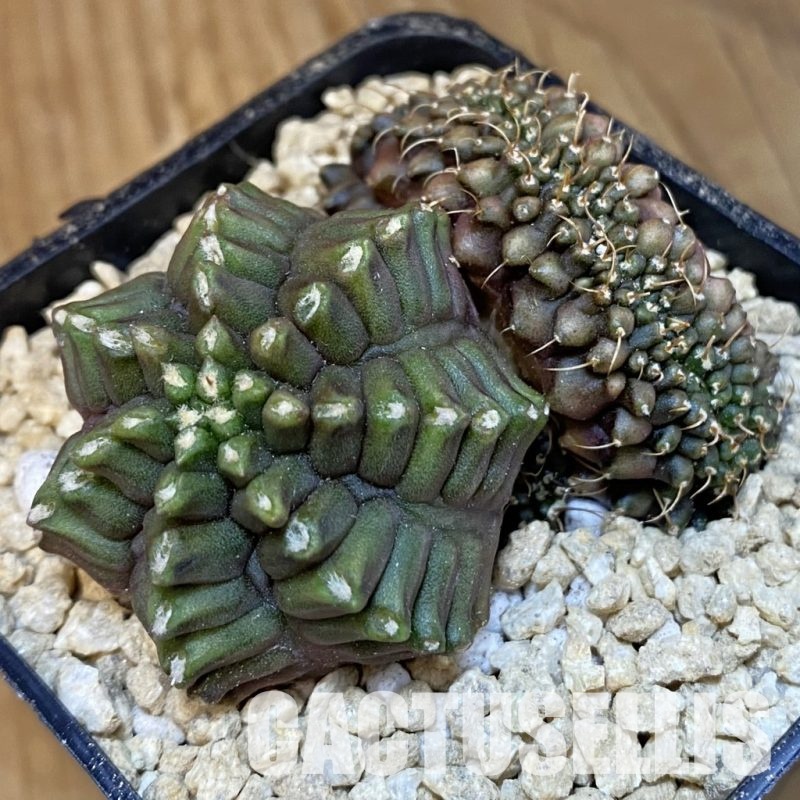 SH29495 Gymnocalycium mihanovichii cristata f. monstrosa -Japan-