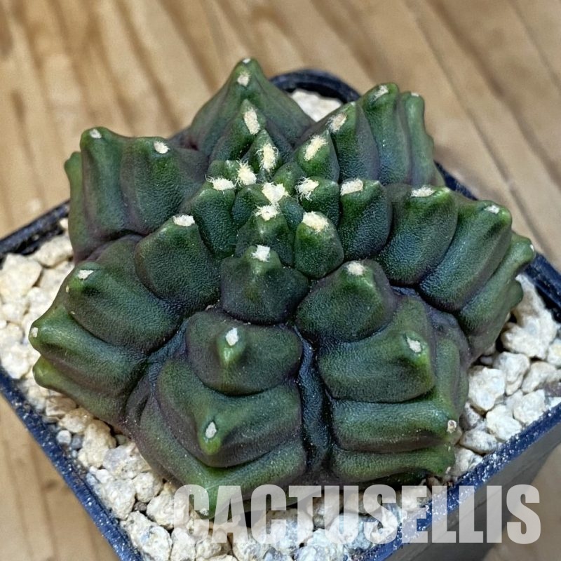 SH29498 Gymnocalycium mihanovichii f. monstrosa -Japan-