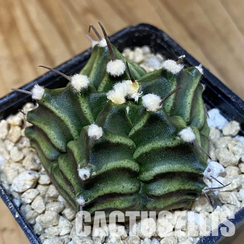 SH29499 Gymnocalycium mihanovichii 'Kikko', 5-ribs, seedling