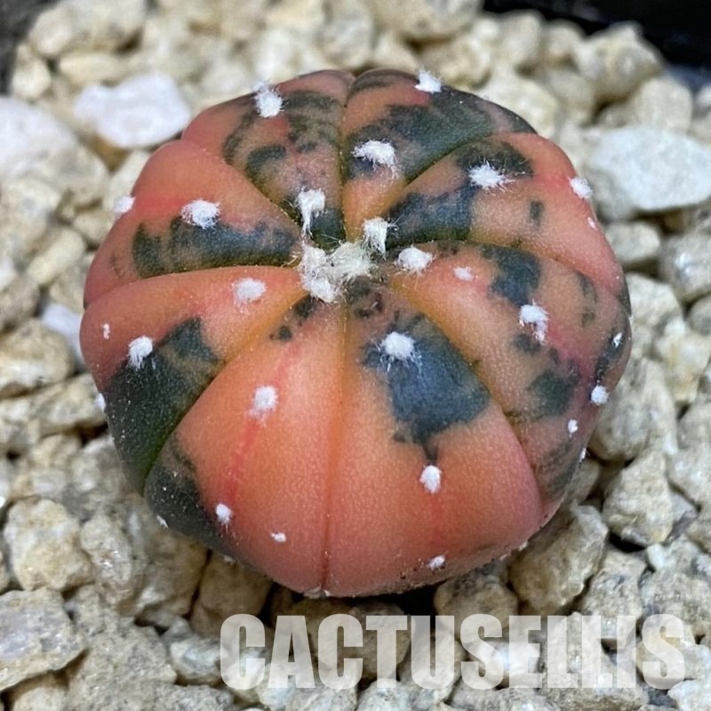 SH29629 Astrophytum asterias ‘Red Purple Skin’ f. variegata