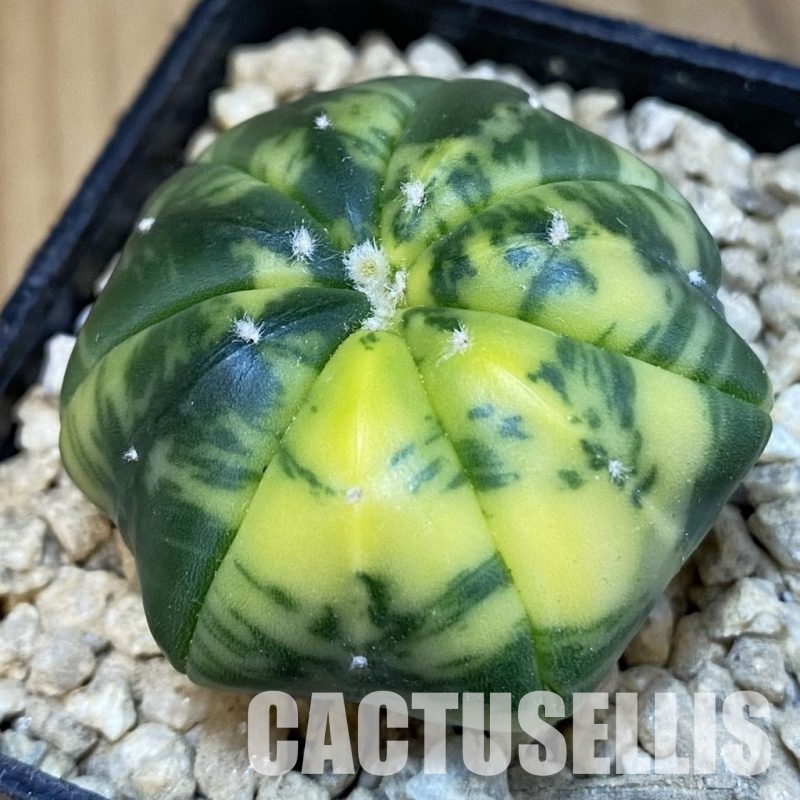 SH29630 Astrophytum asterias ‘Star Shape’ f. variegata, 7-ribs
