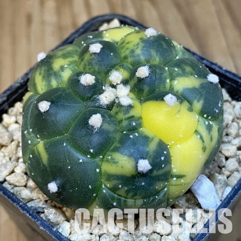 SH29631 Astrophytum asterias ‘Kikko’ f. variegata