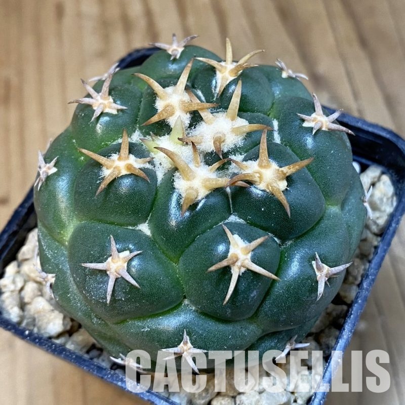 SH29599 Coryphantha elephantidens ‘Tanshi’